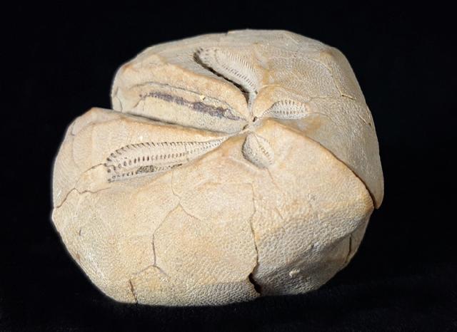 Ova canaliferus (LAMARCK 1816) - Bild © FossNet FossilienStore